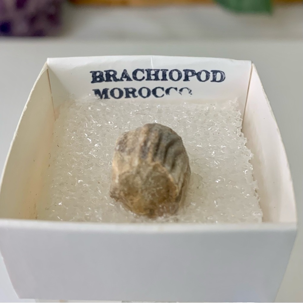 Brachiopod Fossil Rhynchoellida Boujdour Western Sahara Morocco Cretaceous Boxed